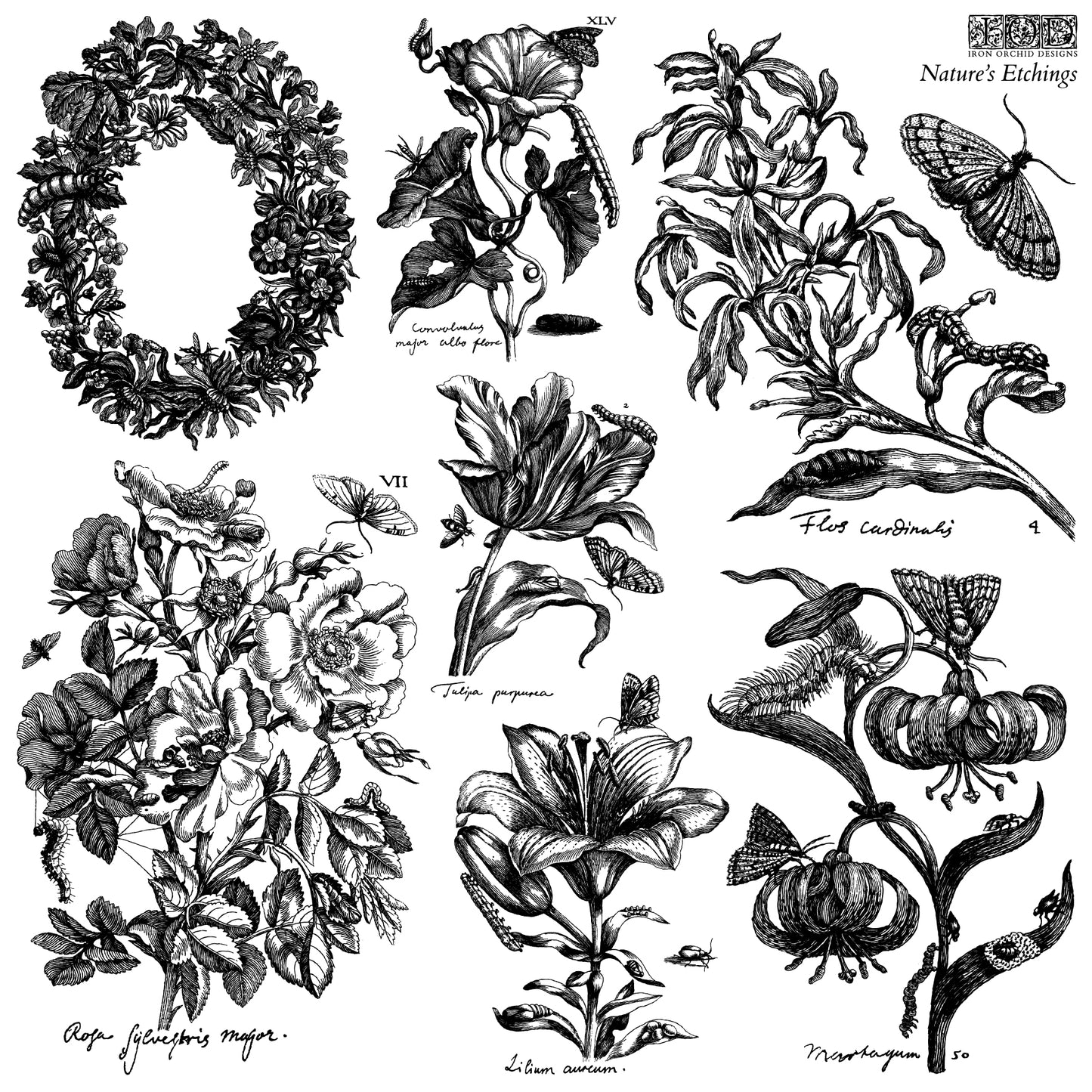 Nature’s Etchings IOD Stamp (2 Sheets) 12x12 Decor Stamp by Iron Orchid Designs | Botanical Flowers, Wreath & Vintage Garden Designs