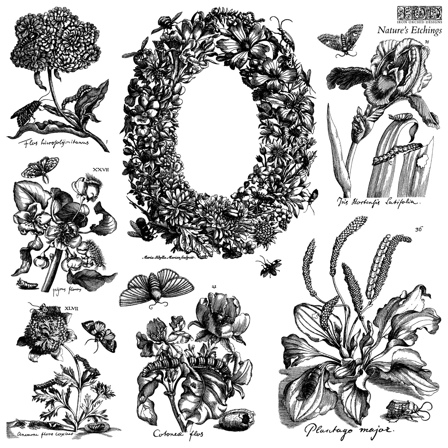 Nature’s Etchings IOD Stamp (2 Sheets) 12x12 Decor Stamp by Iron Orchid Designs | Botanical Flowers, Wreath & Vintage Garden Designs