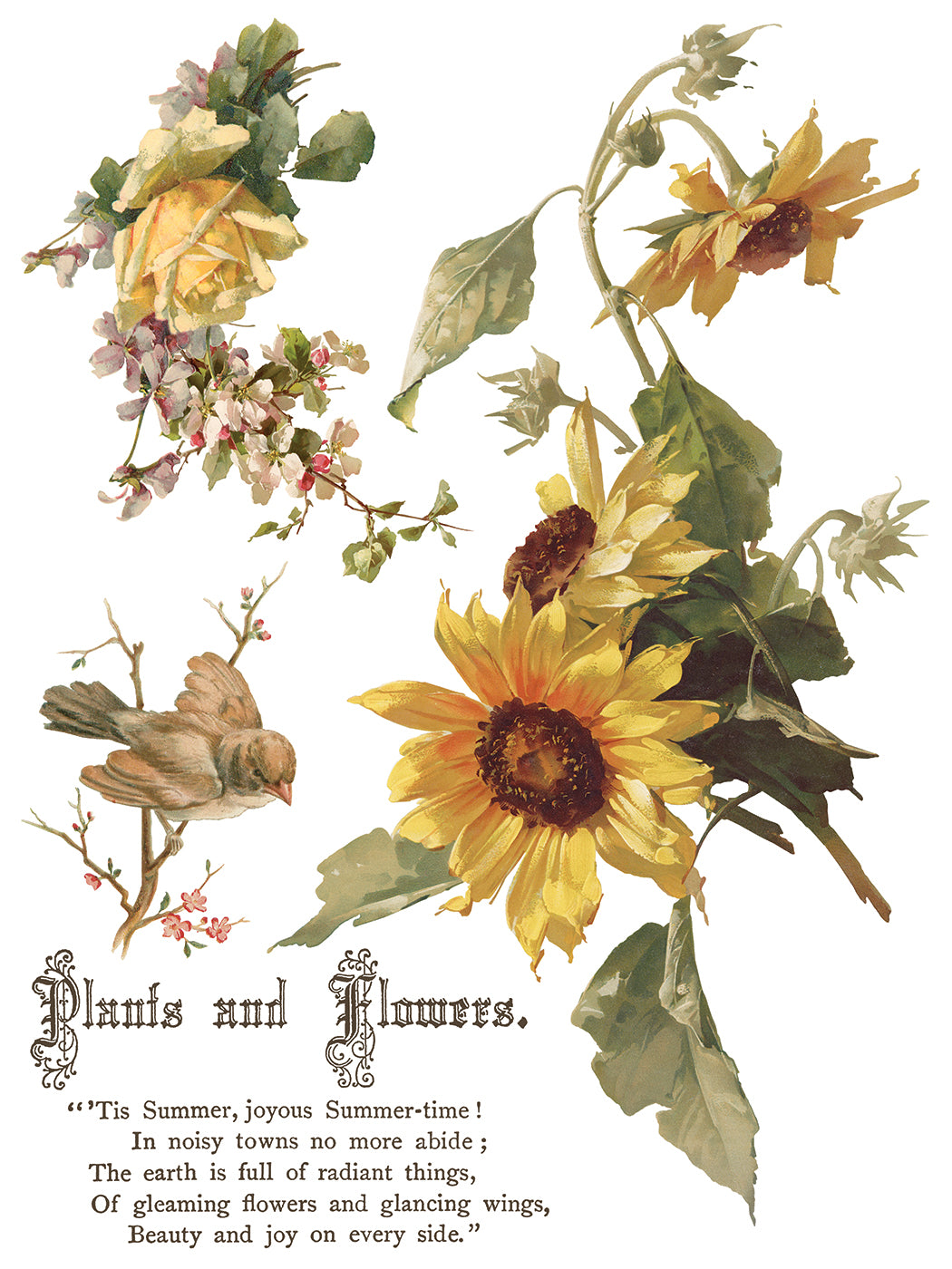 Flowers by the Poets IOD Transfer | 8 Sheet Large Decor Transfer by Iron Orchid Designs | Vintage Floral, Birds & Botanical Designs