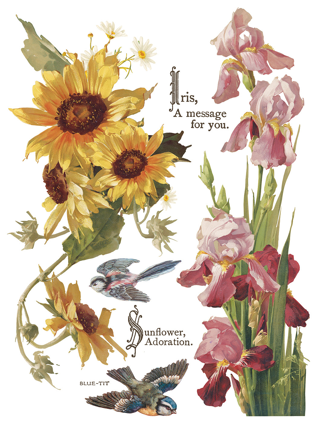 Flowers by the Poets IOD Transfer | 8 Sheet Large Decor Transfer by Iron Orchid Designs | Vintage Floral, Birds & Botanical Designs