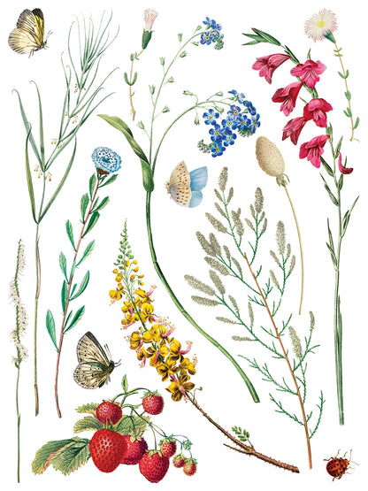 IOD Marché des Fleurs Transfer | Large 8 Sheet Decor Transfer by Iron Orchid Designs | Vintage French Floral & Botanical Designs