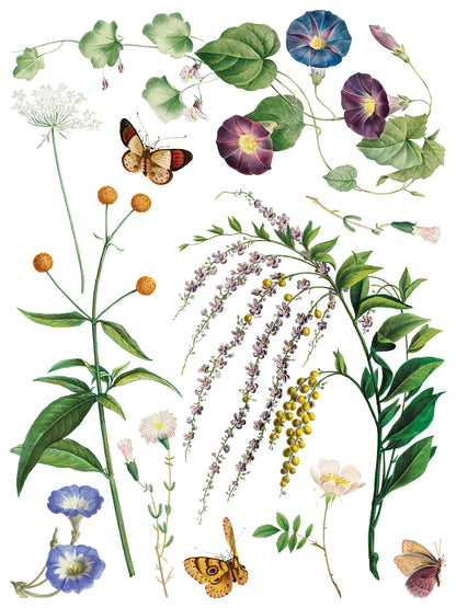IOD Marché des Fleurs Transfer | Large 8 Sheet Decor Transfer by Iron Orchid Designs | Vintage French Floral & Botanical Designs