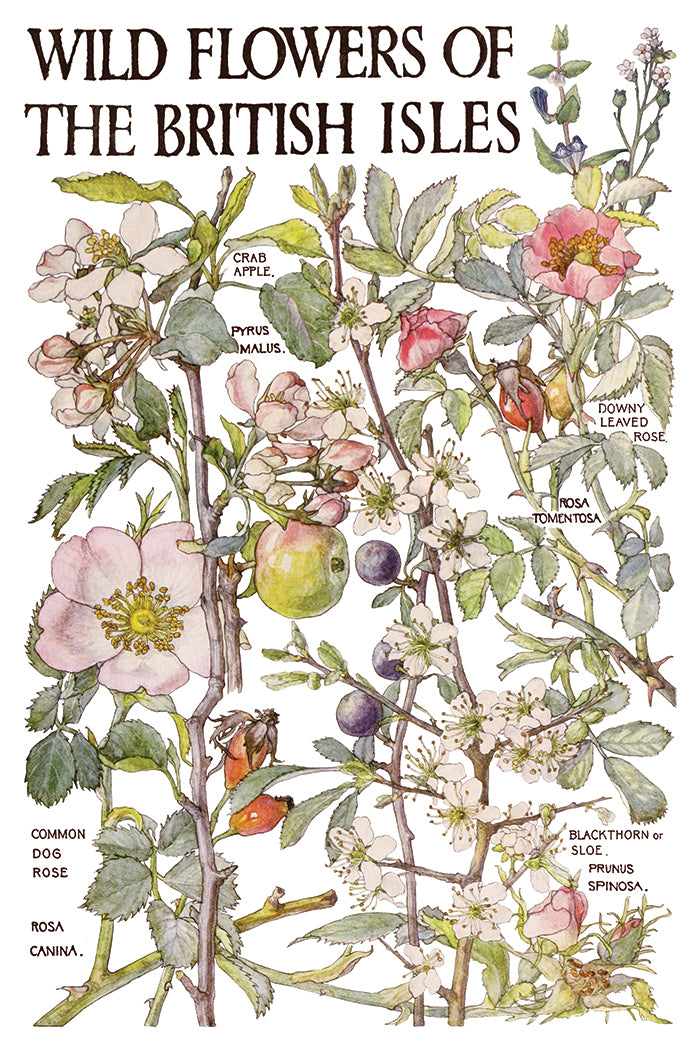 IOD Primrose Isle Transfer | 8-8"x12" Sheet Decor Transfer by Iron Orchid Designs | Vintage Wildflowers, Botanical & Cottage Garden Designs