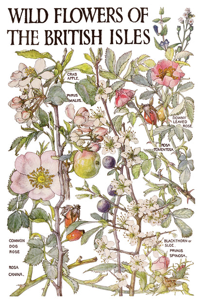 IOD Primrose Isle Transfer | 8-8"x12" Sheet Decor Transfer by Iron Orchid Designs | Vintage Wildflowers, Botanical & Cottage Garden Designs