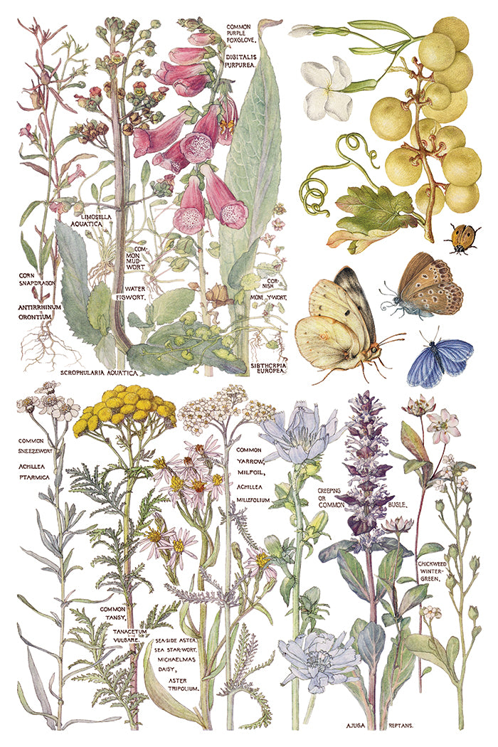 IOD Primrose Isle Transfer | 8-8"x12" Sheet Decor Transfer by Iron Orchid Designs | Vintage Wildflowers, Botanical & Cottage Garden Designs