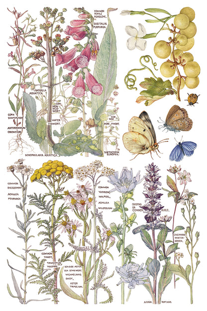 IOD Primrose Isle Transfer | 8-8"x12" Sheet Decor Transfer by Iron Orchid Designs | Vintage Wildflowers, Botanical & Cottage Garden Designs