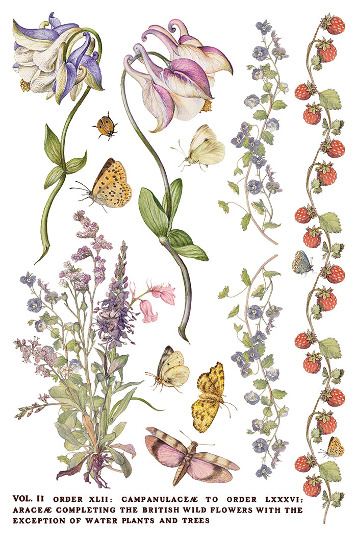 IOD Primrose Isle Transfer | 8-8"x12" Sheet Decor Transfer by Iron Orchid Designs | Vintage Wildflowers, Botanical & Cottage Garden Designs