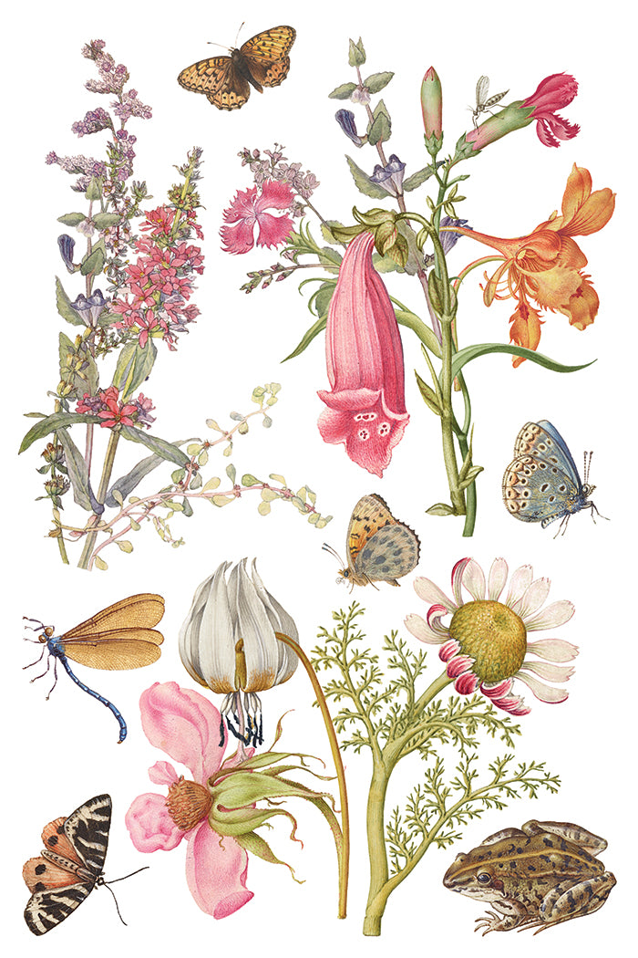 IOD Primrose Isle Transfer | 8-8"x12" Sheet Decor Transfer by Iron Orchid Designs | Vintage Wildflowers, Botanical & Cottage Garden Designs