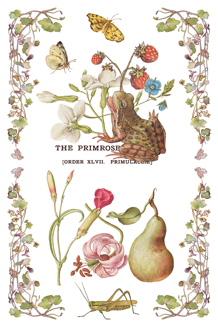 IOD Primrose Isle Transfer | 8-8"x12" Sheet Decor Transfer by Iron Orchid Designs | Vintage Wildflowers, Botanical & Cottage Garden Designs