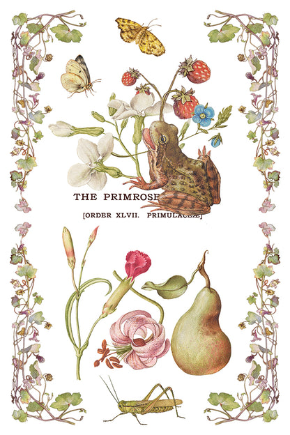 IOD Primrose Isle Transfer | 8-8"x12" Sheet Decor Transfer by Iron Orchid Designs | Vintage Wildflowers, Botanical & Cottage Garden Designs