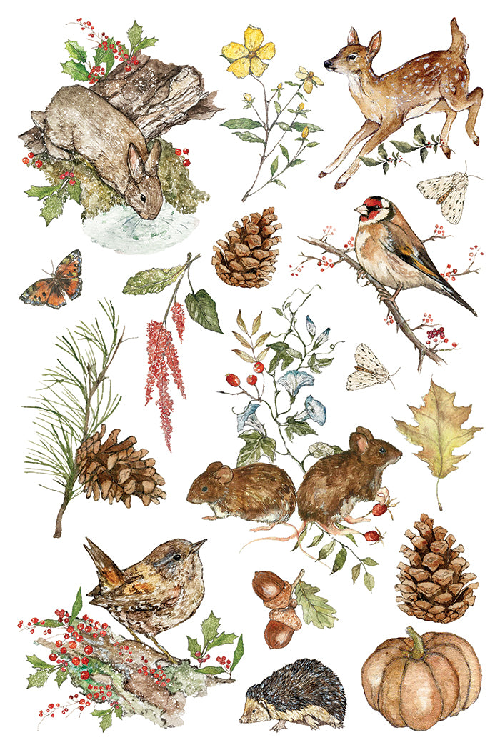 The Bramblewood Diaries IOD Transfer | 8x12 Woodland Botanical Decor Transfer by Iron Orchid Designs | Vintage Nature & Seasonal Rub-On Transfer Set (Copy)