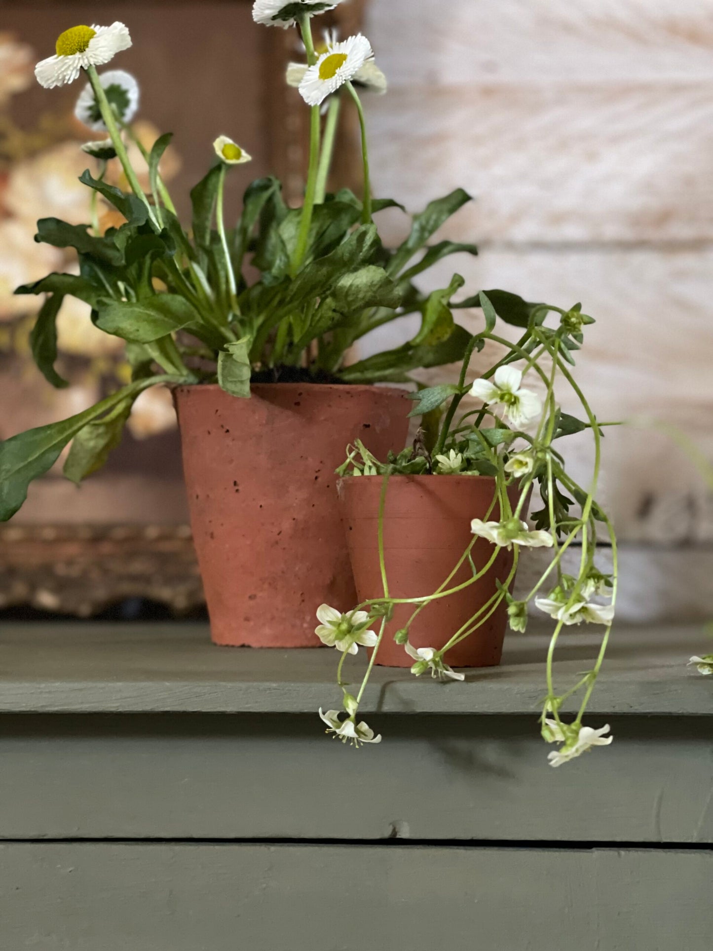 Annie Sloan Chalk Paint - Olive