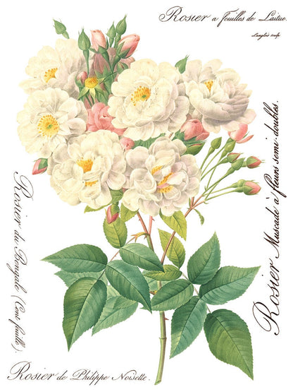 Rose Botanical IOD Transfer 12x16 (8 Sheets)