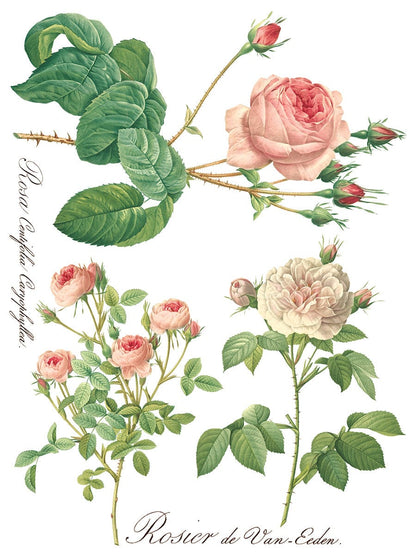 Rose Botanical IOD Transfer 12x16 (8 Sheets)