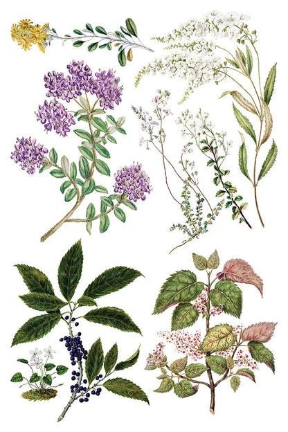 Sarah Featon's Botanicals IOD Transfer 8x12 Pad (8 sheets)