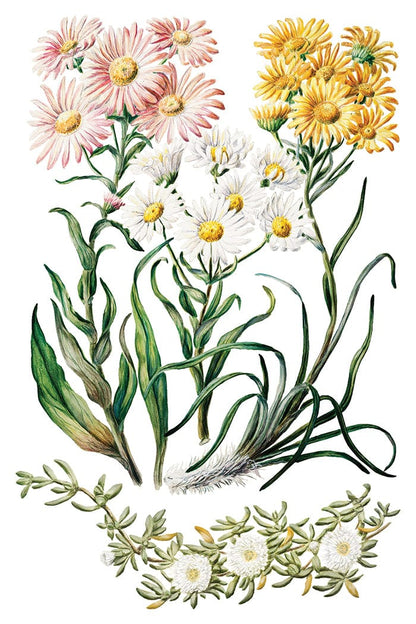 Sarah Featon's Botanicals IOD Transfer 8x12 Pad (8 sheets)