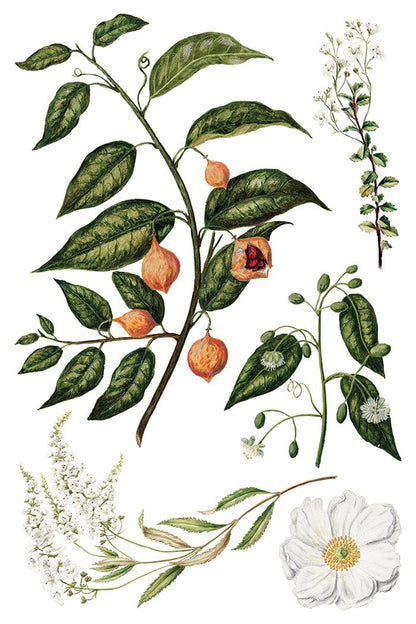 Sarah Featon's Botanicals IOD Transfer 8x12 Pad (8 sheets)