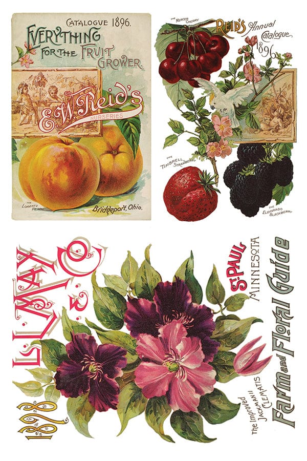 Seed Catalogue IOD Transfer 8x12 Pad (8 sheets)