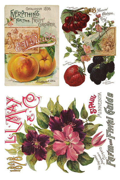 Seed Catalogue IOD Transfer 8x12 Pad (8 sheets)