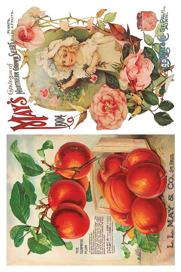 Seed Catalogue IOD Transfer 8x12 Pad (8 sheets)