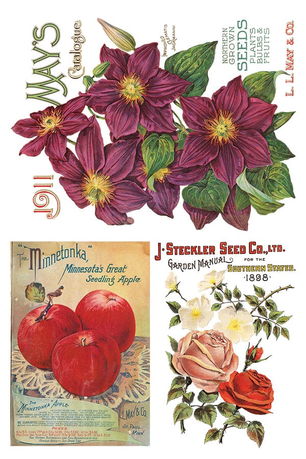 Seed Catalogue IOD Transfer 8x12 Pad (8 sheets)