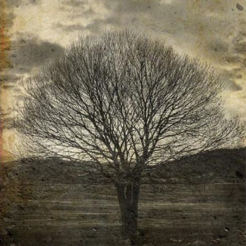 Sepia Tree Mint - 11.7" x 16.5" A3 Size Decoupage Paper - Mint by Michelle